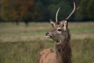 Poster - A close up photograph of a young alert red deer stag with small antlers looking left