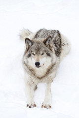 Wall Mural - A lone Timber wolf or Grey Wolf (Canis lupus) isolated on white background walking in the winter snow in Canada