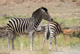 Fototapeta Sawanna - plains zebra grooming