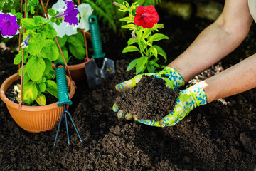 Wall Mural - Gardening tools in the garden. Gardeners hand planting flowers. Close up of hands. Woman florist working in her greenhouse. Working in the garden. Work gloves, garden tools, flowers, black earth. 