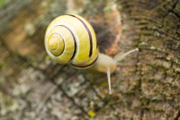 snail / snug on bark