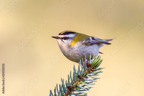 Fotografía Sommergoldhähnchen der leichteste Vogel Europas
