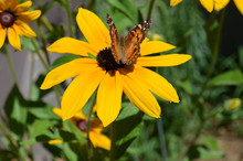 Butterfly Sitting On A Flowering Black Eyed Susan