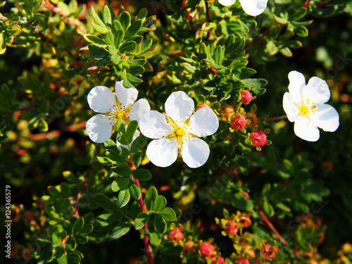 Foto Dasiphora fruticosa syn Potentilla fruticosa 'Abbotswood' - shrubby Cinq