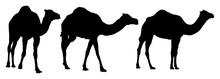 Camel Silhouettes