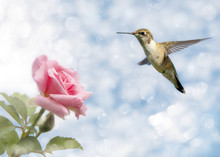 Dreamy Image Of A Hummingbird Hovering Close To A Rose