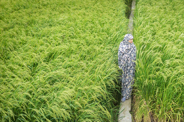 Wall Mural - Beautiful happy Muslim woman in green field