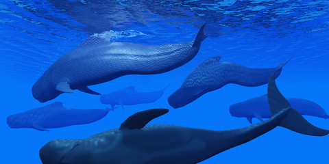 Poster - Pilot Whale Pod -Pilot whales live together in large pods in the world's oceans and hunt for squid and fish prey. 