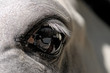 Eye of a white horse close up