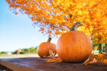Wall Mural - pumpkins against autumn trees and blue sky at the farm. copy space.