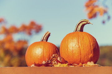 Wall Mural - Pumpkins against autumn trees and blue sky. Vintage filter effects.