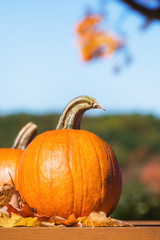 Canvas Print - pumpkins against autumn trees and blue sky. copy space.