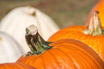Canvas Print - closeup of a pumpkin stem. white and orange pumpkins in the background.