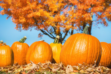 Wall Mural - Pumpkins against autumn trees and blue sky