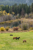Fototapeta Tulipany - Horses grazing in a green field.
