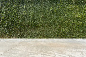 concrete floor and green leaf ivy plant covered stone fence wall