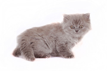 Wall Mural - kitten Selkirk Rex on white background gray color, cat got scare