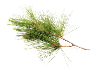 pine branch isolated on white background