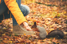 Squirrel Eating Nuts From Woman Hand And Autumn Leaves On Background Wild Nature Animal Thematic (Sciurus Vulgaris, Rodent)