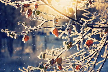 Poster - The branches of birch covered with hoarfrost in the rays of the rising sun