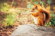 Squirrel Red Fur With Nuts And Summer Forest On Background Wild Nature Animal Thematic (Sciurus Vulgaris, Rodent)
