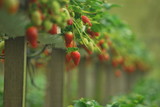 Plantacja truskawek