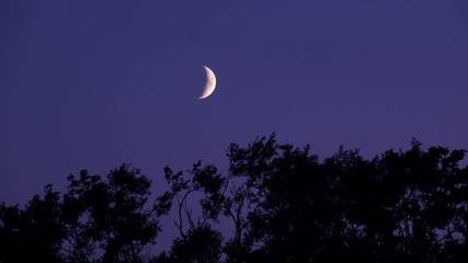 crescent moon and dark night sky with silhouette of trees. mysterious and moody nature scene.