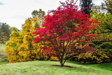 Japanese Maple (Acer Palmatum) In Autumn Colours