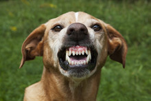 Vicious Brown Dog. Threatening Jaws.
