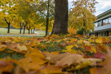 Herbst Blätter 2