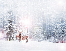 Forest In The Frost. Winter Landscape. Snow Covered Trees. Deer
