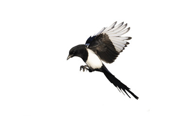 Wall Mural - Magpie, Pica pica