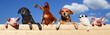canvas print picture - Gruppe von Haustieren schaut über eine Bretterwand, Banner