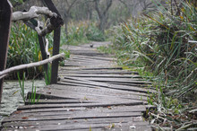 Uneven Path Made Of Wooden Planks At Ecological Reserve And Natural Park Ribera North, Buenos Aires, Argentina, With A Snipe Crossing