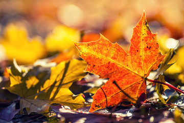Wall Mural - Autumn colors. Autumn leaves in autumn colors and lights.