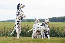 Group Of Four Obedient Circus Dalmatian Dogs Staying Outdoors On A Green Grass