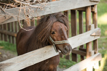 Beautiful Brown Pony Behind A Wooden Fence