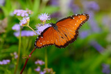 queen butterfly (Danaus gilippus) on small lilac flower