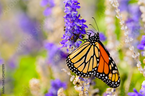 Fotografie, Obraz monarch (Danaus plexippus) gathering nectar from small violet