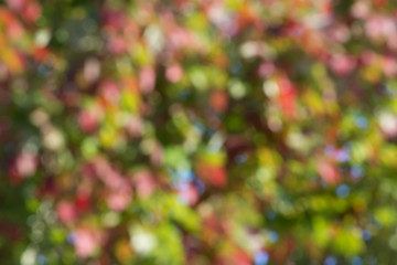 Wall Mural - autumn background, bokeh effect
