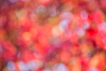 Wall Mural - autumn background, bokeh effect

