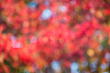 Wall Mural - autumn background, bokeh effect
