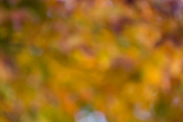 Wall Mural - autumn background, bokeh effect
