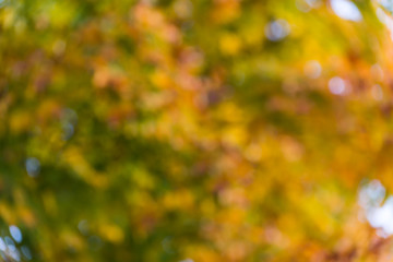 Wall Mural - autumn background, bokeh effect
