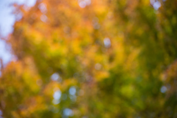 Wall Mural - autumn background, bokeh effect
