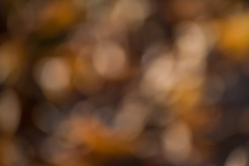 Wall Mural - autumn background, bokeh effect