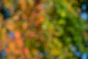 Wall Mural - autumn background, bokeh effect