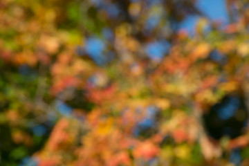 Wall Mural - autumn background, bokeh effect