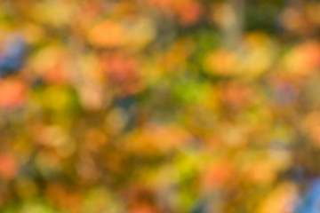 Wall Mural - autumn background, bokeh effect