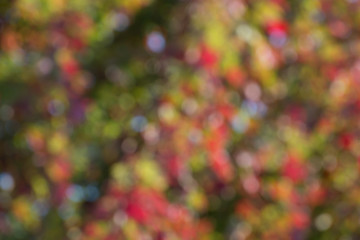Wall Mural - autumn background, bokeh effect